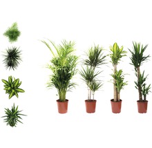Krukväxter grönmix FLORASELF 120-140cm Ø24cm olika sorter 1st-thumb-0
