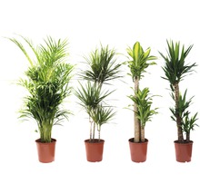 Krukväxter grönmix FLORASELF 120-140cm Ø24cm olika sorter 1st-thumb-3