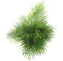 Krukväxter grönmix FLORASELF 120-140cm Ø24cm olika sorter 1st-thumb-11