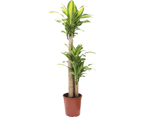 Dracena i kruka för inomhusbruk
