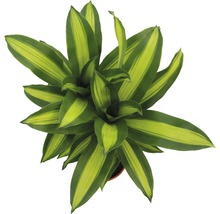 Krukväxter grönmix FLORASELF 120-140cm Ø24cm olika sorter 1st-thumb-10