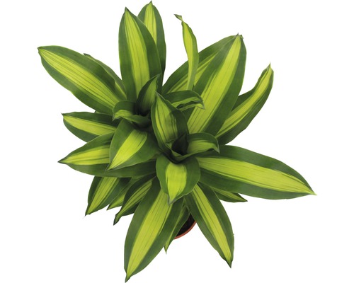 Dracena krukväxt med randiga blad uppifrån