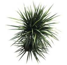 Krukväxter grönmix FLORASELF 120-140cm Ø24cm olika sorter 1st-thumb-8