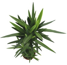 Krukväxter grönmix FLORASELF 120-140cm Ø24cm olika sorter 1st-thumb-9