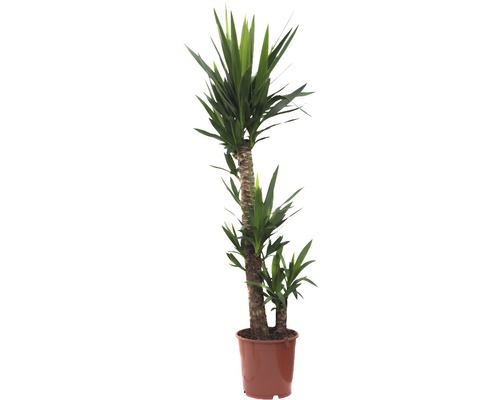 Yucca krukväxt i kruka