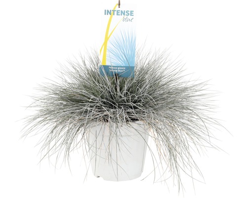 Blåsvingel ''Intense Blue'' i kruka