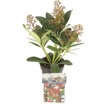 Skimmia japonica-växt i kruka med blad och blomställningar