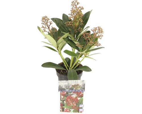 Vinterbär FLORASELF Skimmia japonica Rubella 10-20cm Co 0,5L