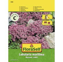 Blomfrö FLORASELF Strandkrasse Lobularia violett