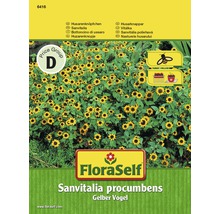 Fröförpackning Sanvitalia procumbens