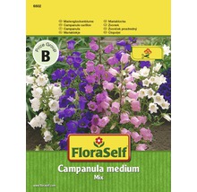 FloraSelf Campanula medium mix fröförpackning