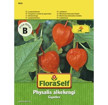 Blomfrö FLORASELF Lyktblomma Physalius Gigantea-thumb-0