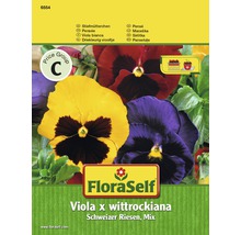 Blomfrö FLORASELF Pensé Schweizer Riesen-thumb-0