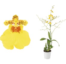 Gul dansorkidé i kruka, närbild av en blomma