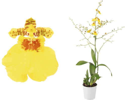 Oncidium-orkidé FLORASELF Münsterland Stern 30-40xØ12cm 1 stängel