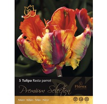 Förpackning med fem Tulipa Rasta Parrot-lökar