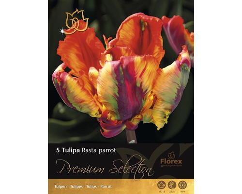 Blomsterlökar premium tulpaner Rasta Parrot röd 5st