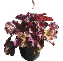 Småblommig alunrot FLORASELF Heuchera micrantha Palace Purple 20-40cm co 3L