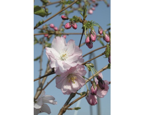 Prydnadskörsbär Prunus Hybrida 'Accolade' 125-150cm Co 18L