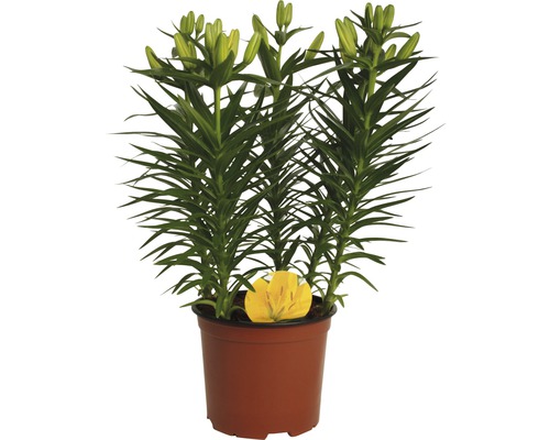 Lilja i kruka med blomknoppar och blad