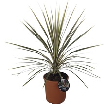 Cordyline FLORASELF Cordyline australis 40-60xØ22cm