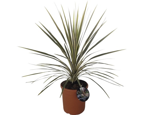 Drakträd i kruka med långa, smala blad