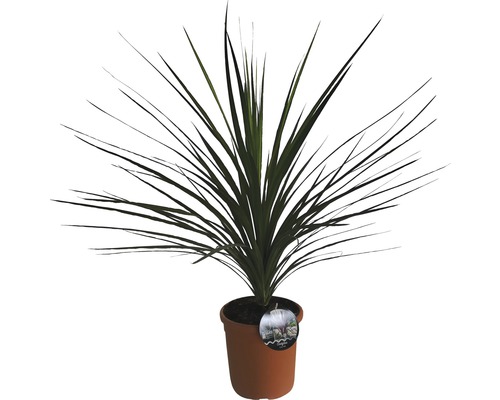 Cordyline FLORASELF Cordyline australis 40-60xØ22cm