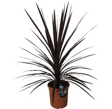 Cordyline FLORASELF Cordyline australis 40-60xØ22cm