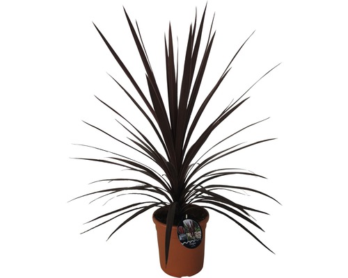 Drakblodsträd i kruka för inomhusbruk