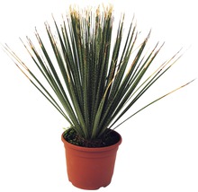 Yucca krukväxt i kruka