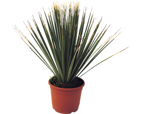 Yucca krukväxt i kruka