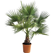 Hampa palm i kruka