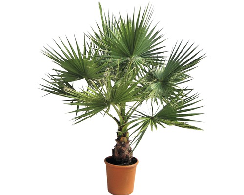 Hampa palm i kruka