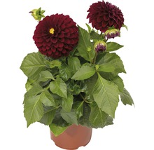 Dahlia i kruka med mörkröda blommor.