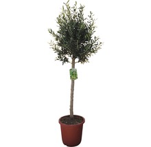 Olivträd FLORASELF Olea europaea 120-130xØ30cm