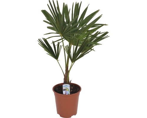 Hampa palm i kruka