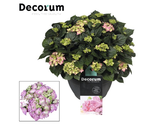 Dekorativ rosa hortensia i kruka