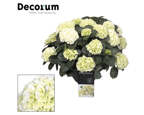Hortensia växt med blommor