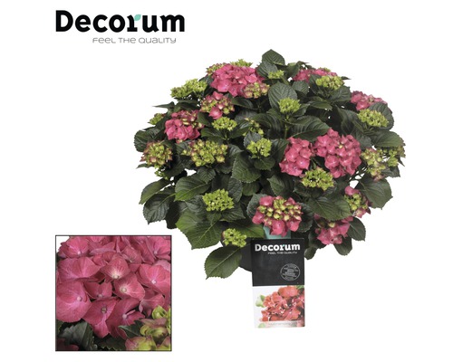 Hortensia FLORASELF Hydrangea macrophylla 30cm skål minst 20 blommor sorterad Hortensia med rosa blommor i kruka
