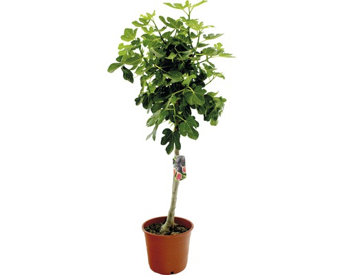 Fikonträd i kruka med gröna blad