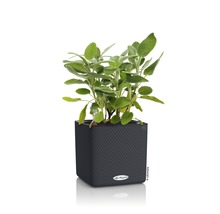 Salvia i en mörk, fyrkantig planteringslåda.