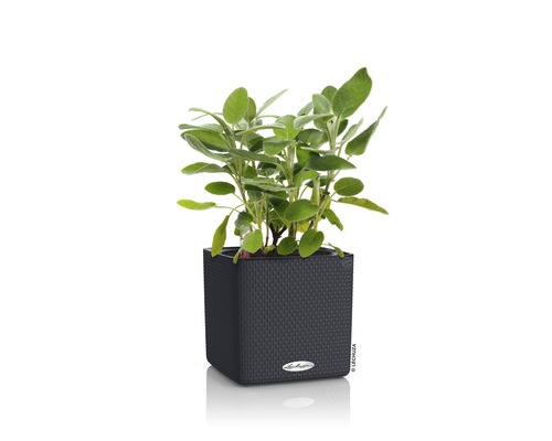 Salvia i en mörk, fyrkantig planteringslåda.