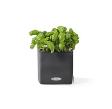 Basilika i en fyrkantig blomkruka