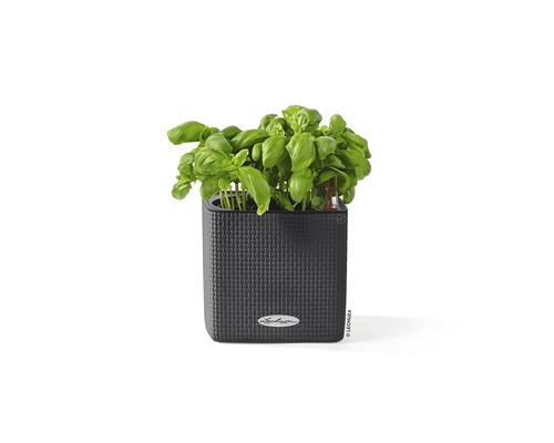 Basilika i en fyrkantig blomkruka