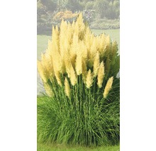 Pampasgräs Cortaderia selloana Evita 15-80cm co 3L-thumb-0