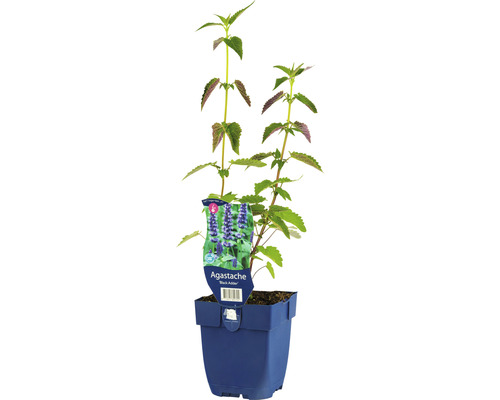 Anisisop FLORASELF Agastache-Cultivars 'Black Adder' 5-70cm co 0,5L
