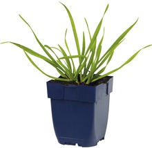 Kantlök FLORASELF Allium senescens 5-20cm Co 0,5L