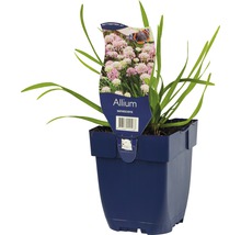 Kantlök FLORASELF Allium senescens 5-20cm Co 0,5L