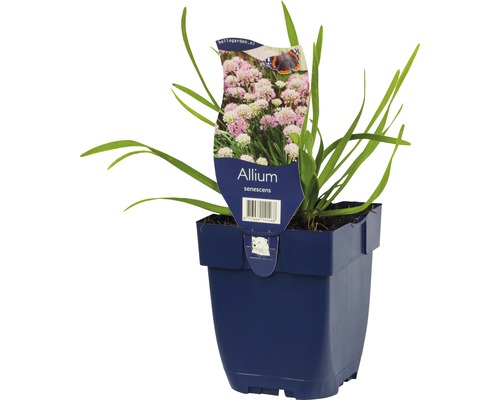 Allium senescens i kruka