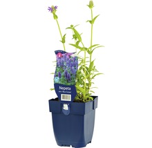Axnepeta FLORASELF Nepeta nervosa 'Blue Carpet' 5-40cm co 0,5L